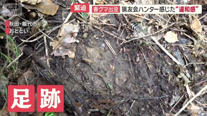 クマの足跡