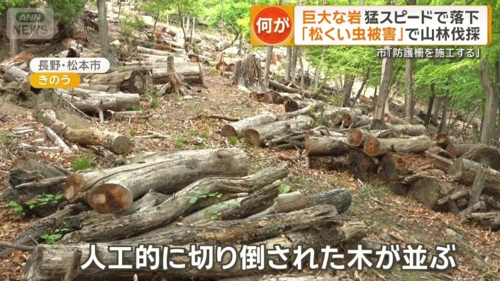 人工的に切り倒された木が並ぶ