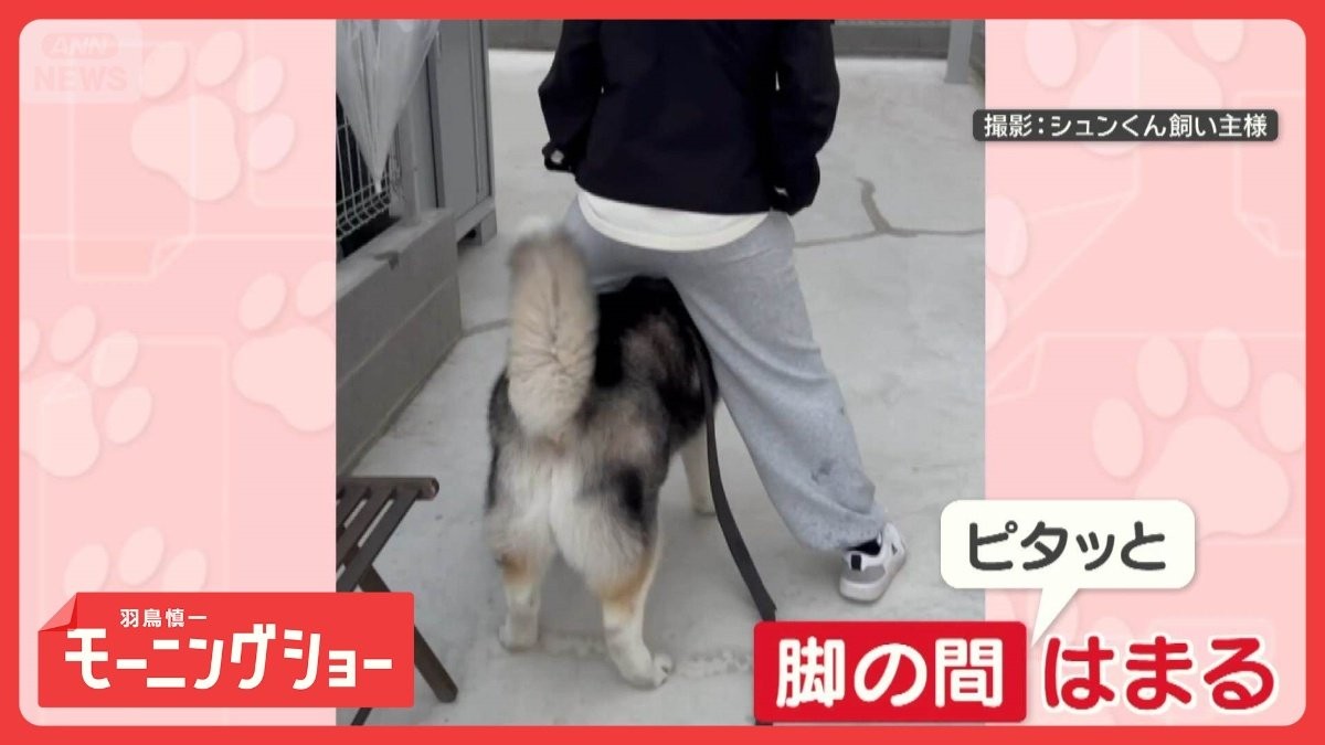 脚の間にスッポリ　ご機嫌なワンちゃん　移動しても…ぴたっ　どうして入りたいの？