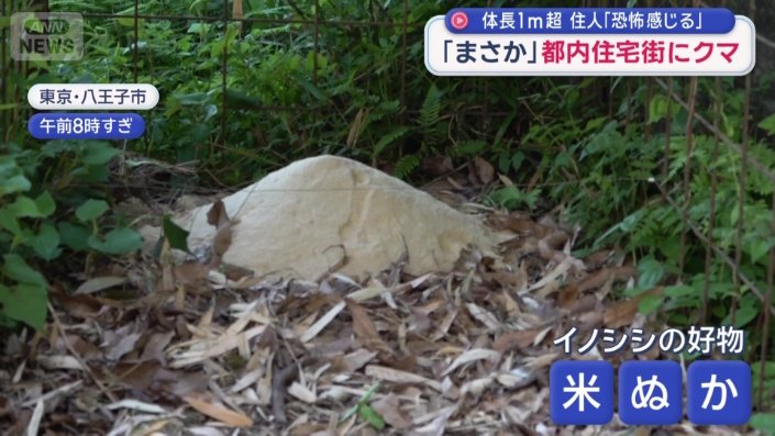 わなの中にはイノシシが好んで食べる「米ぬか」