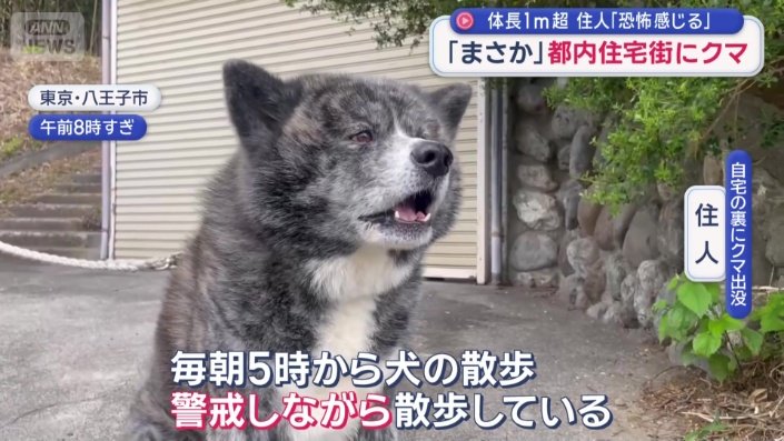 「警戒しながら散歩している」