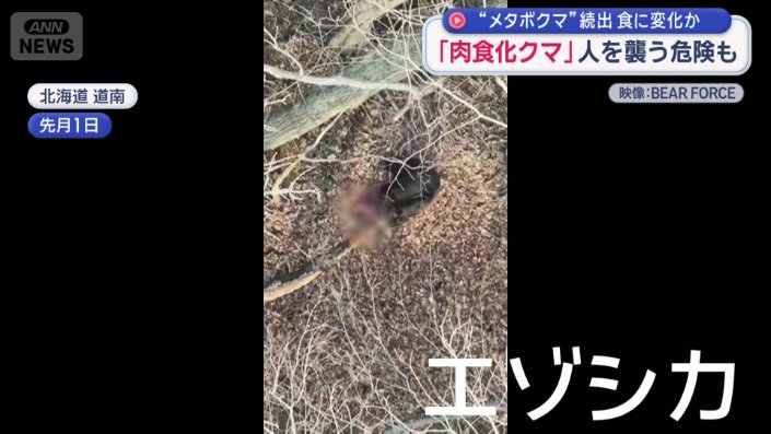クマが食べているのはエゾシカ