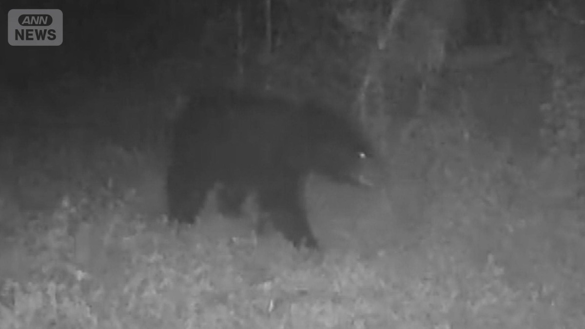 東京・八王子に体長1m超のクマ出没 　光と音・1万ボルトで“撃退”最新技術の実力