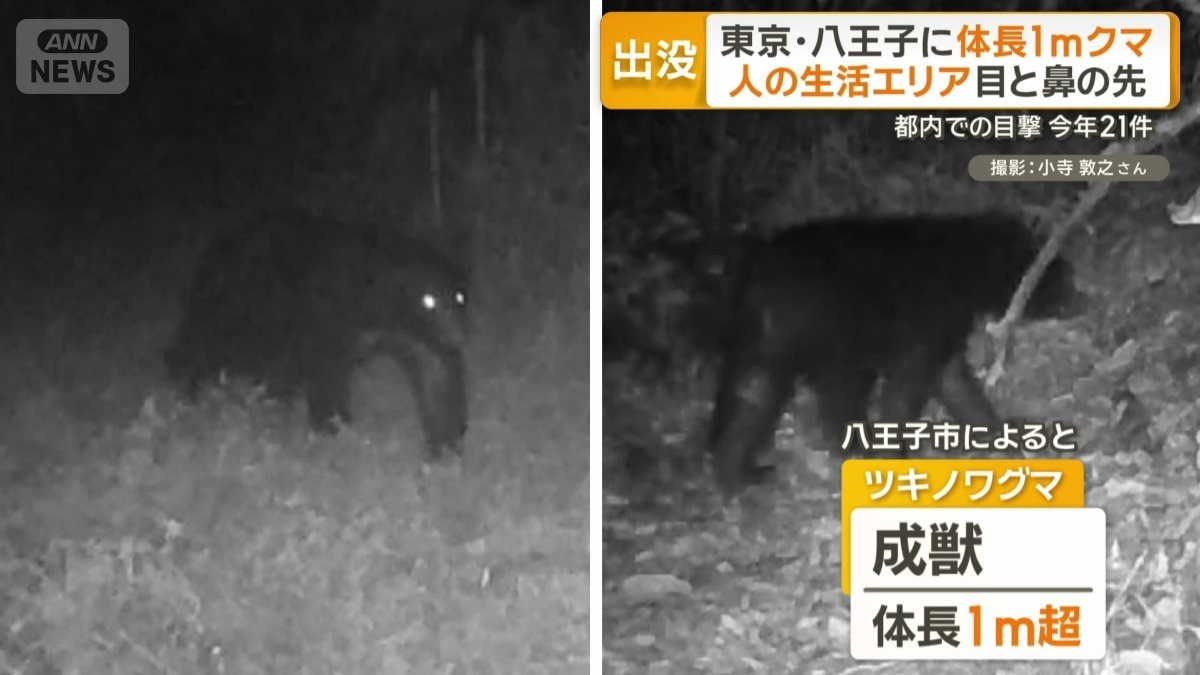 ツキノワグマ