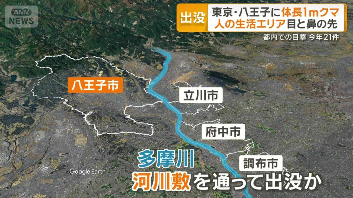都心にクマが出没する恐れも