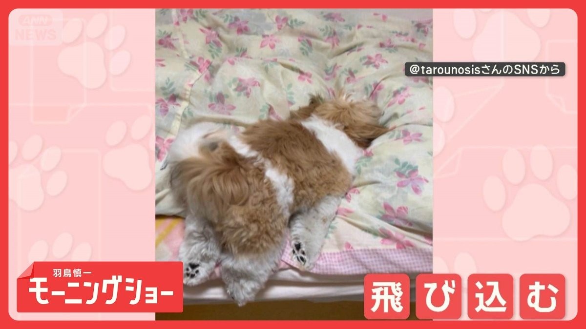 ベッドにジャンプ！　でも…着地はおなかで脚はだらーん　飛び乗るのがヘタなの？