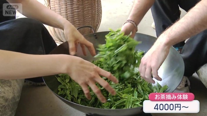 お茶摘み体験は1人4000円から