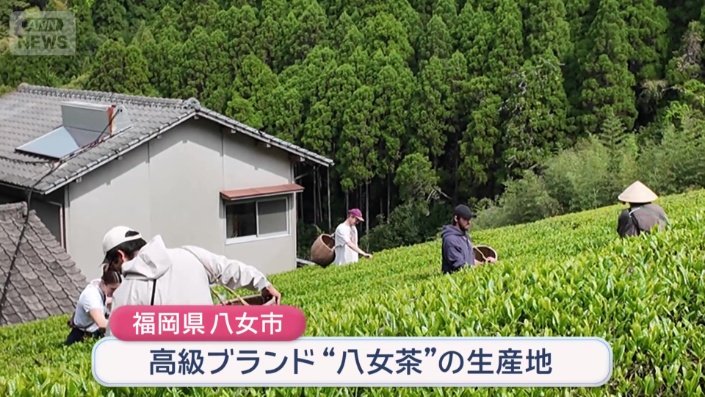高級ブランド八女茶の生産地として知られている