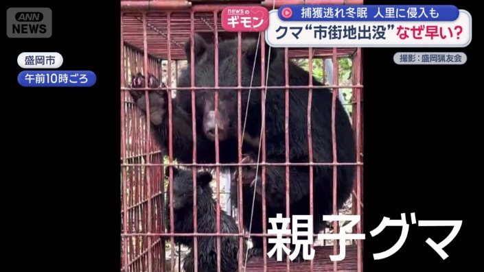 親子グマを捕獲