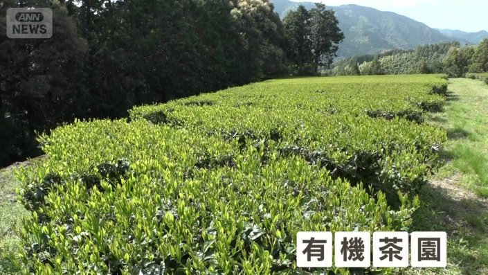 有機茶園