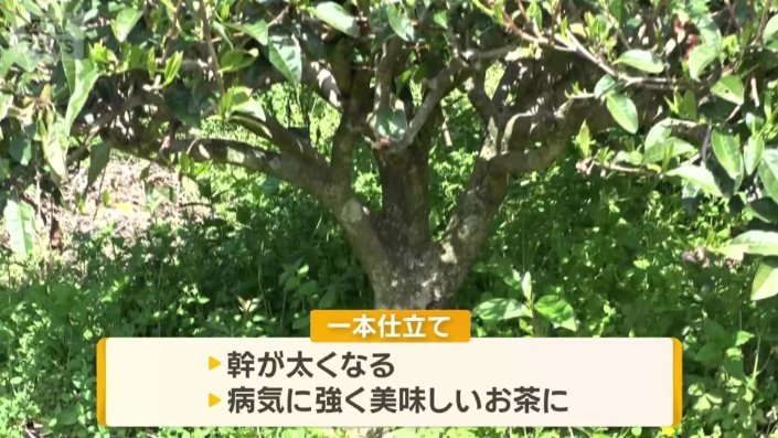 一本仕立て