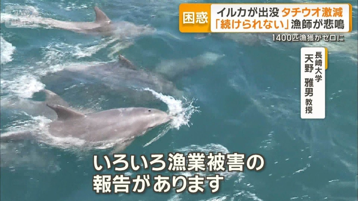 八代海にイルカの大群　名物のタチウオ漁獲ゼロ　専門家「因果関係ある」