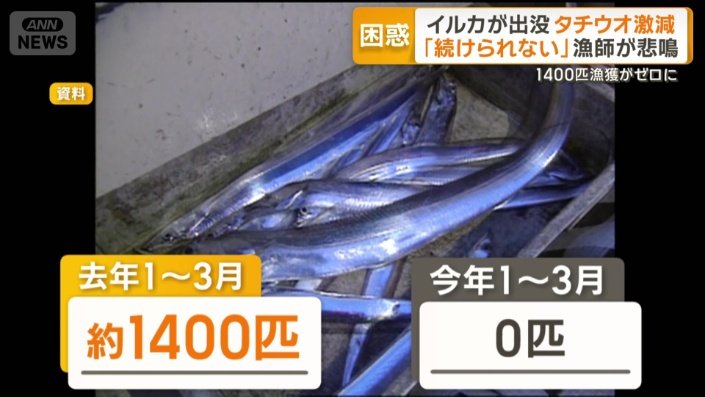 タチウオ　今年はゼロ