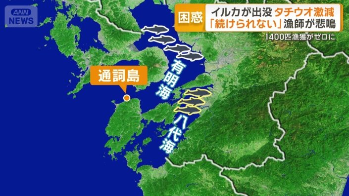 八代海での大量出現は初