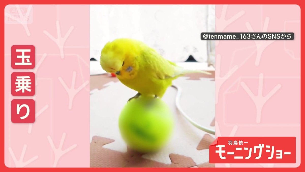 まるでサーカス 達人インコさん ころころボールで玉乗りショー なぜ