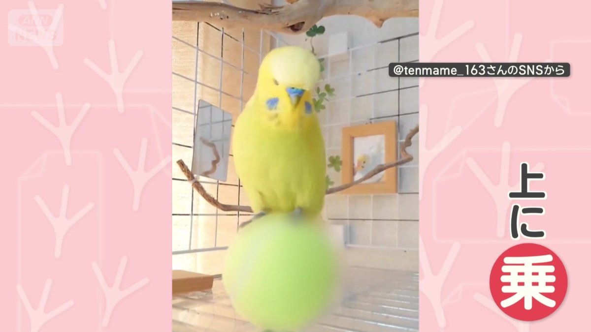 ボールに乗る
