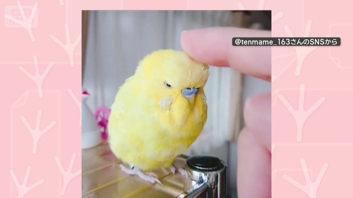 なでられて気持ちいい