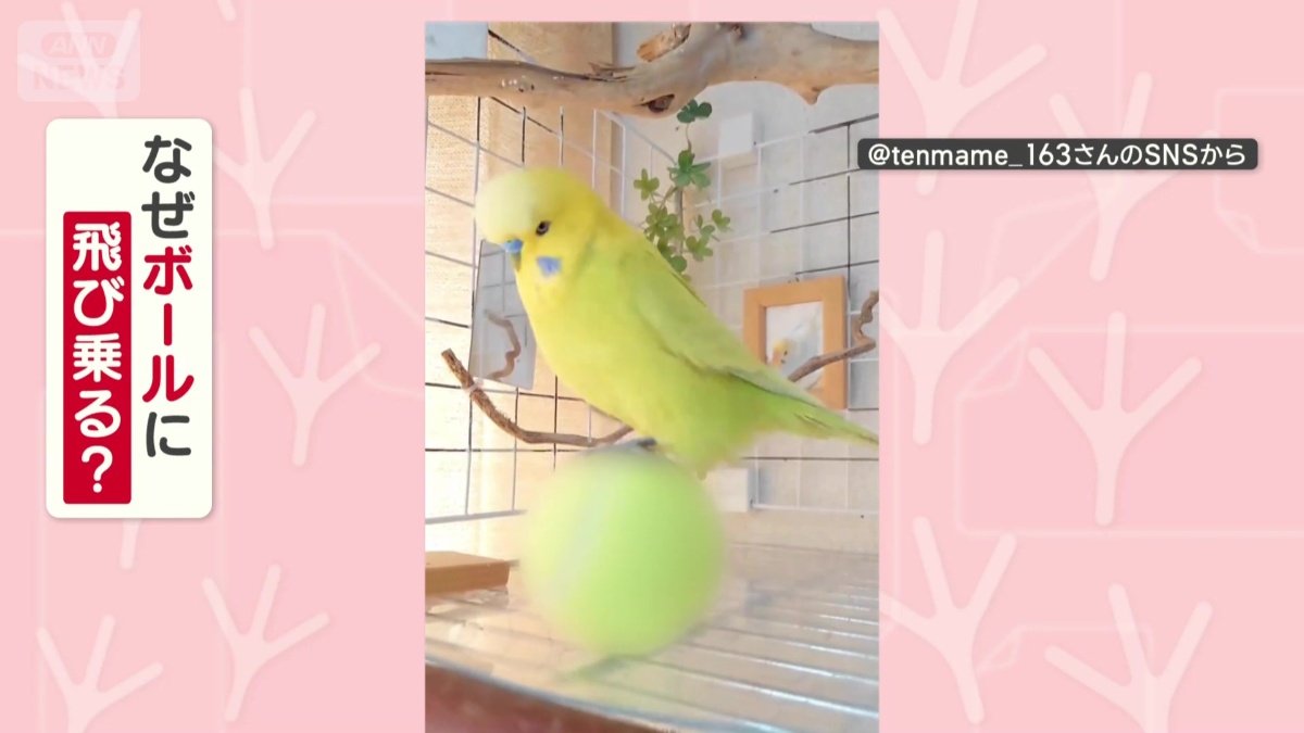なぜボールに飛び乗る？