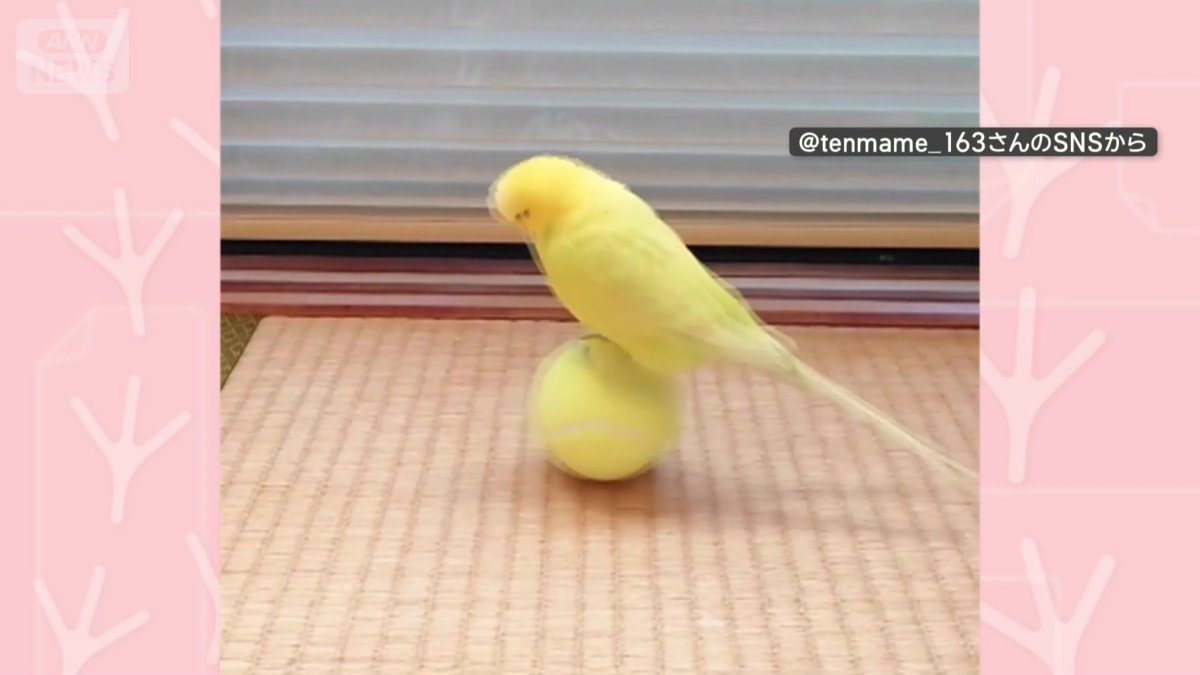 パフォーマンスも！