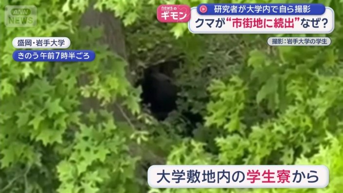 茂みの中にクマが…
