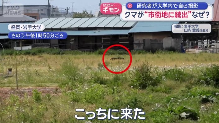 クマ