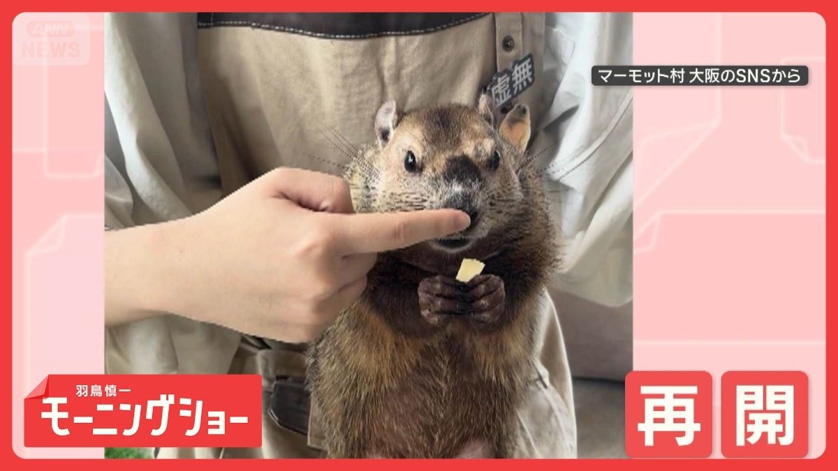 食事中に突然フリーズするマーモット　でも…お鼻ツンでモグモグ再開　なぜとまるの？