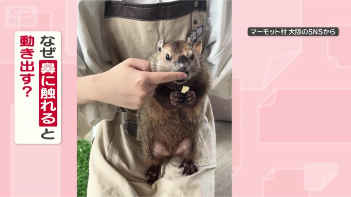 なぜ鼻ツンで動くの？