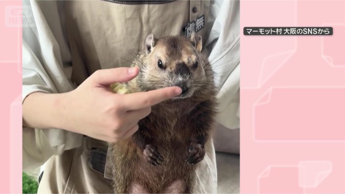 お鼻スイッチオン！