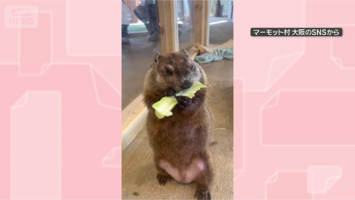 お食事中です