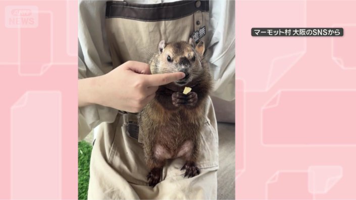 お鼻ツン