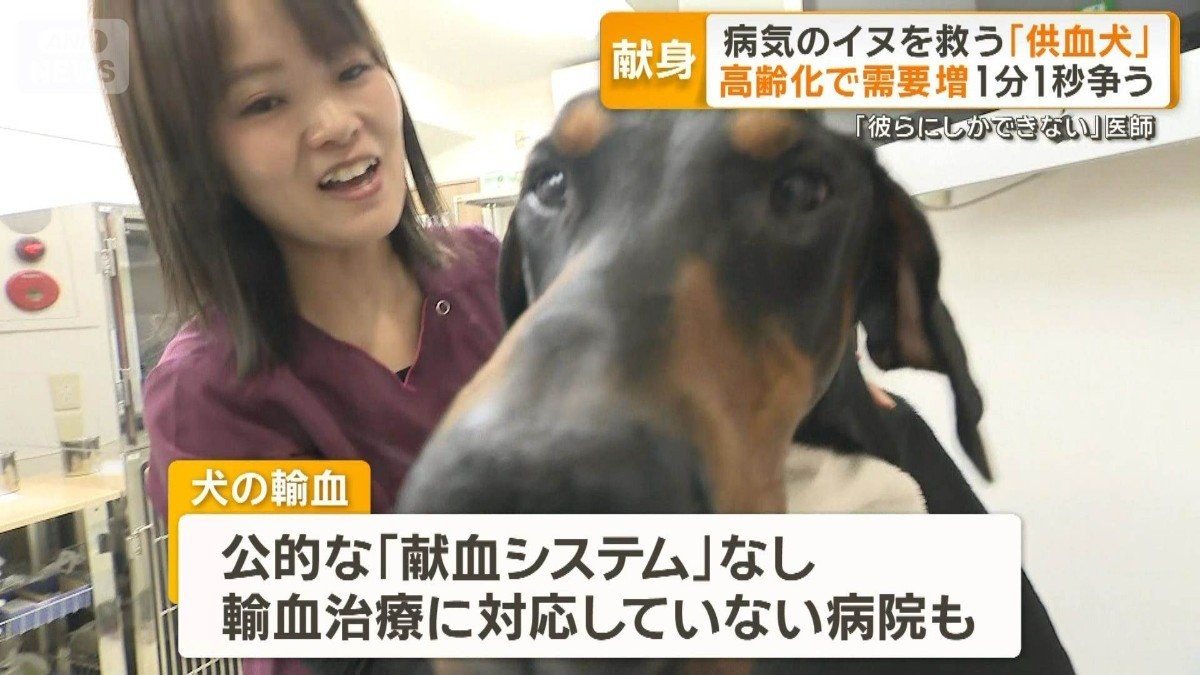 病気のイヌを救う「供血犬」　高齢化で需要増1分1秒争う　医師「彼らにしかできない」