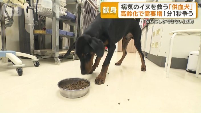 輸血を必要とする犬の治療が増加