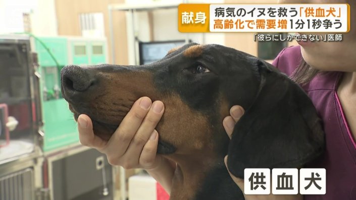 血液を提供するドナー「供血犬」