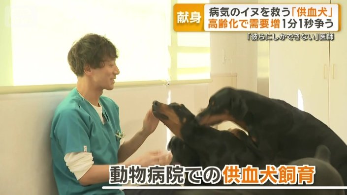 動物病院での供血犬飼育