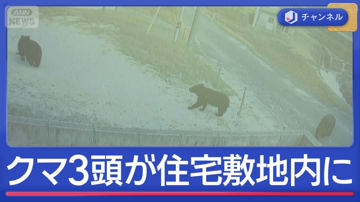 画像まとめ】すべて1メートル以上「ゾッとした」“巨大クマ”3頭 住宅