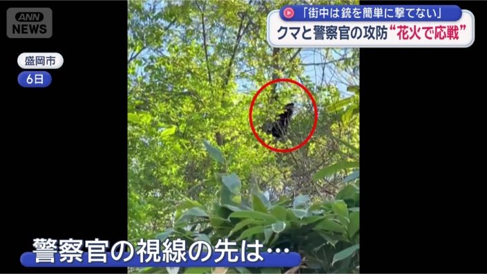 木に登るクマ