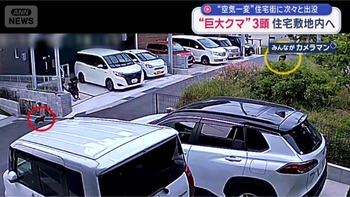 ピタリと動きが止まるネコ
