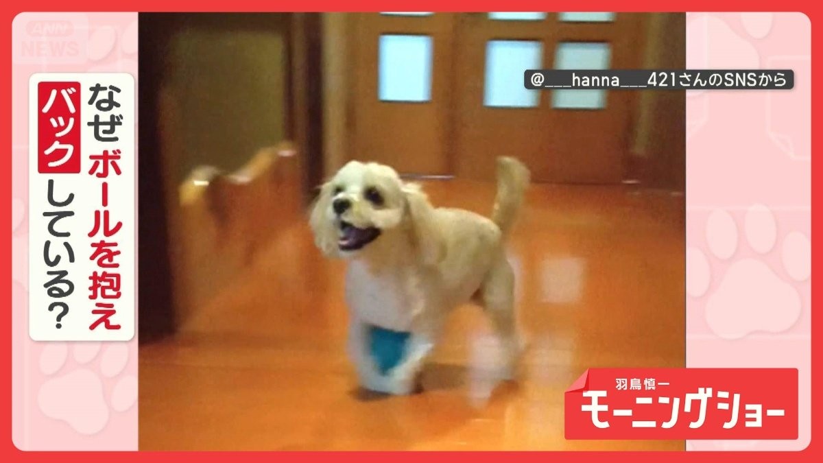 バックオーライ！クセ強犬　お気に入りのボール抱えて後ろ歩き…回転も　なぜ？