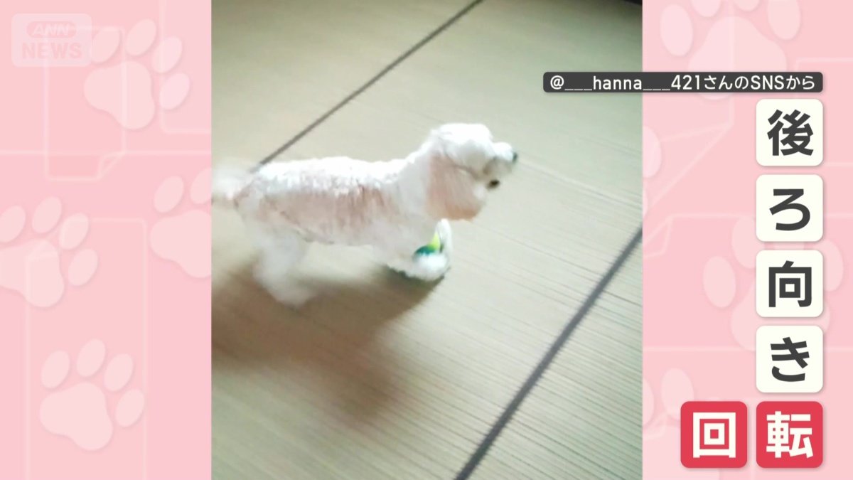 後ろ向きで回転も!