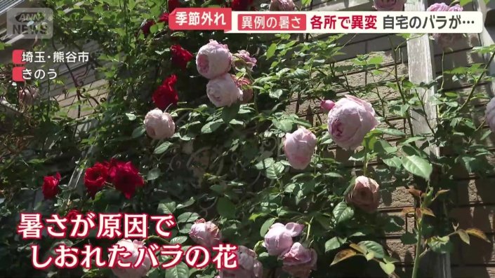 暑さが原因で、バラの花が…