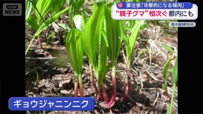 山間部に生える