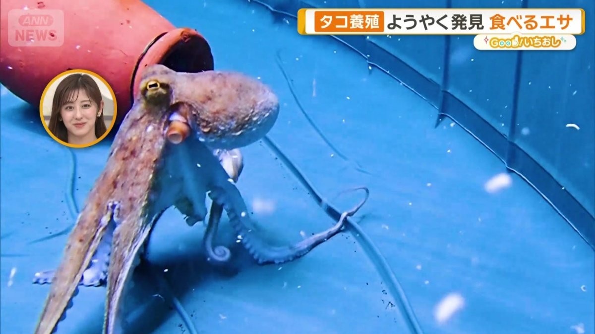 育てるのが最も難しいタコ　陸上完全養殖に成功　東海大学が世界初快挙へ　駿河湾で迫る