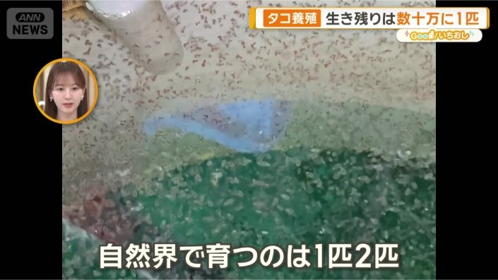 タコの幼生