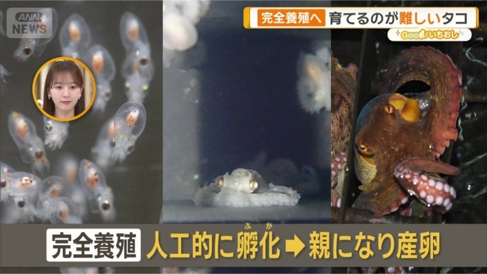 卵は約1カ月で孵化