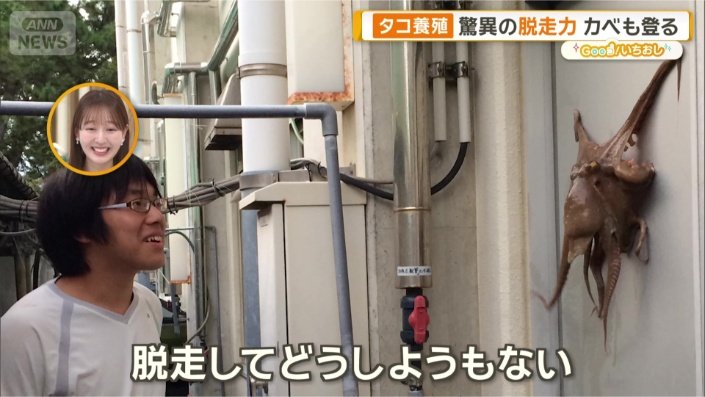 壁にタコ