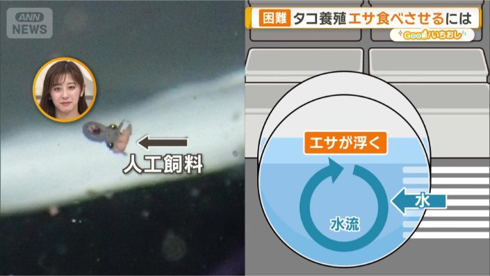 水流で餌を浮かせる