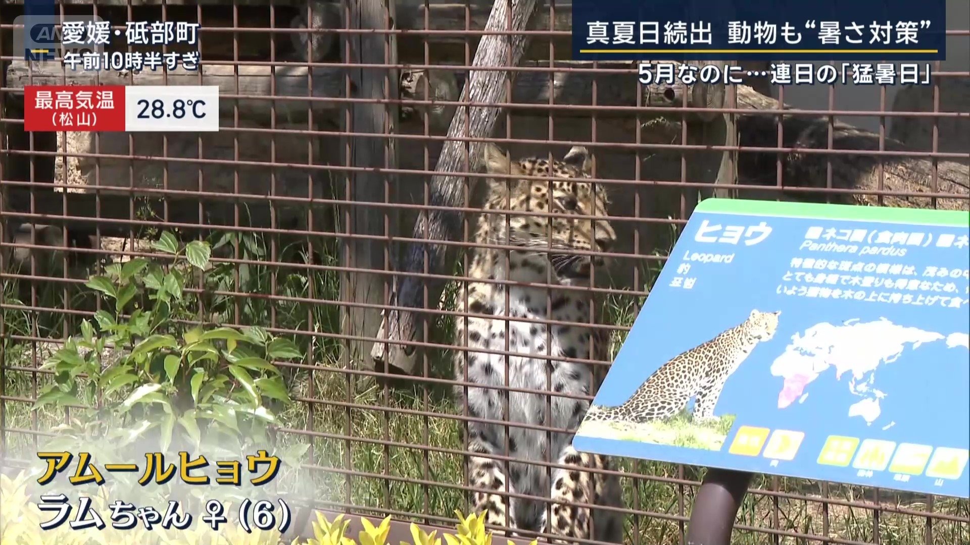 アムールヒョウのメス、“ラムちゃん”