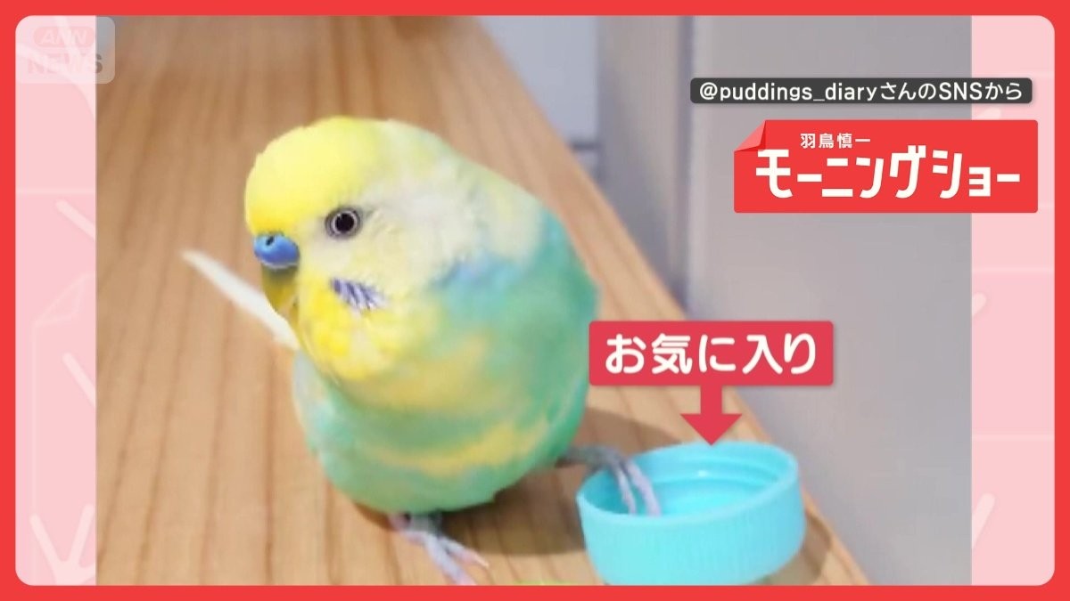 「好きな色を選んでトリます」キャップを選ぶインコ　他はポイッ　色にこだわりある？