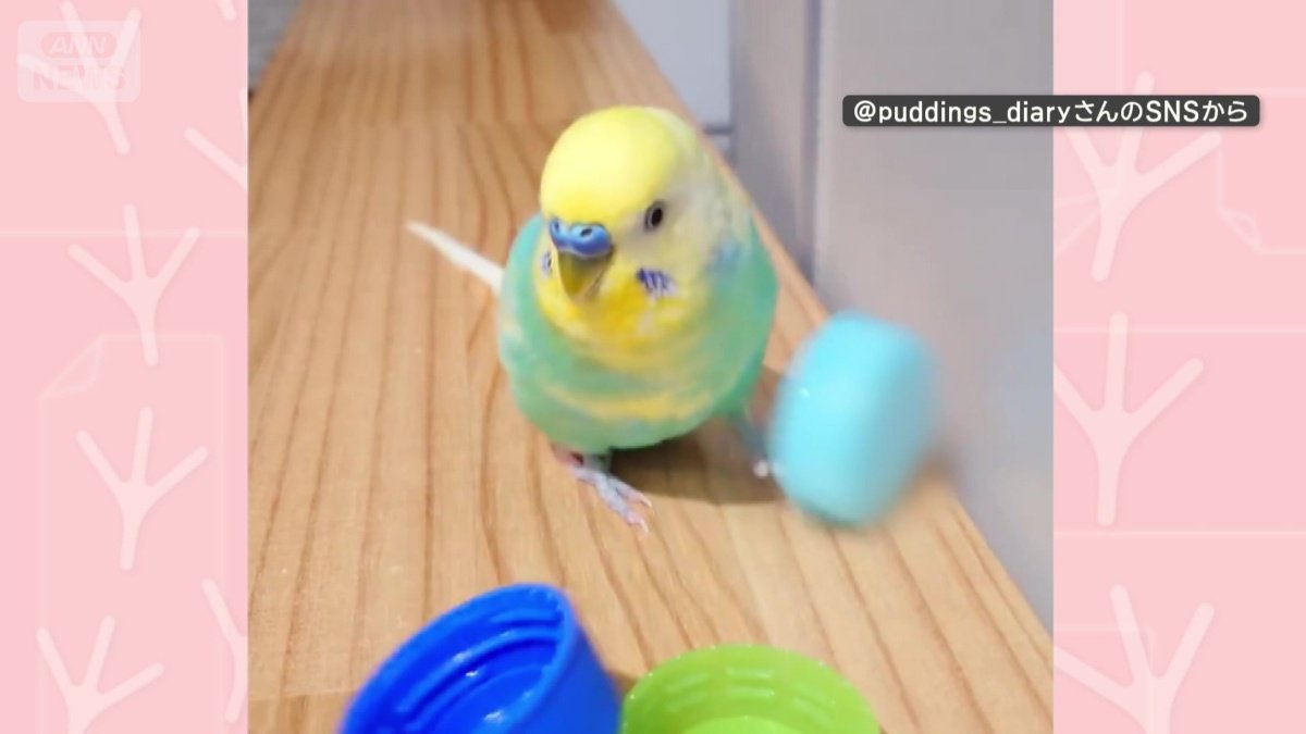 他の色はポイッ！
