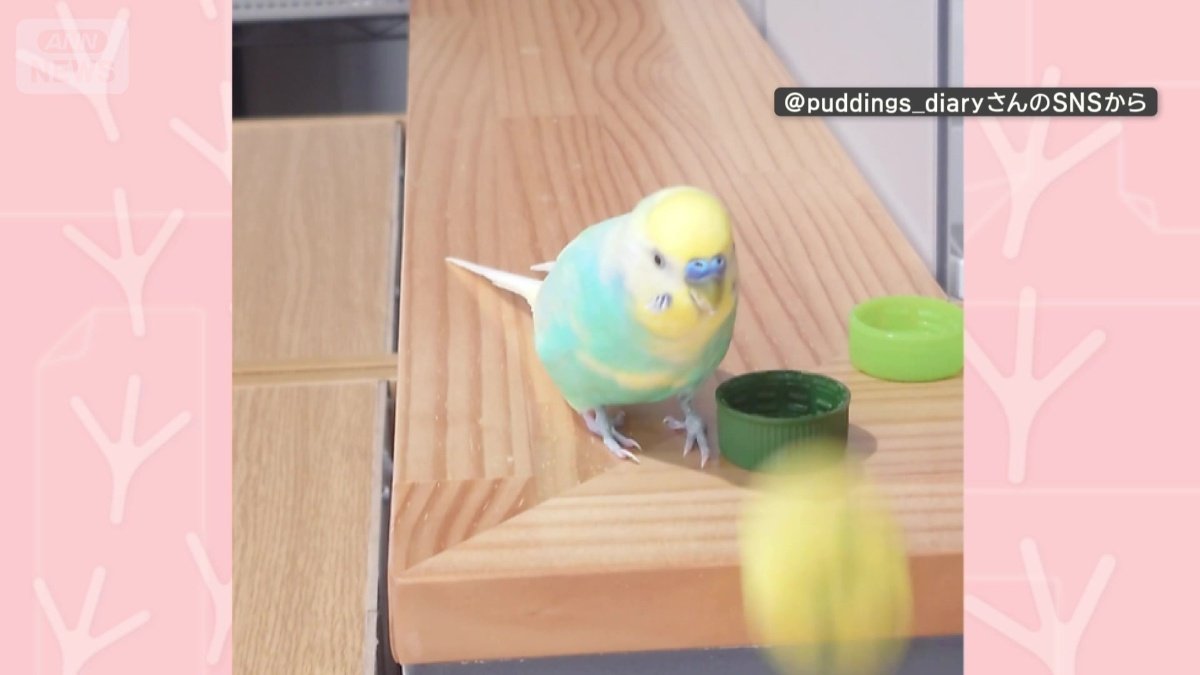 この日は緑がお気に入り